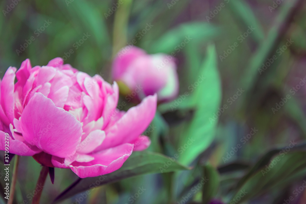 Blooming pink peony flower in flower bed in garden. Blurred background. Close-up. Selective focus. Copy space. Blooming pink peony flower in flower bed in garden. Blurred background. Close-up. Selective focus. Copy space.