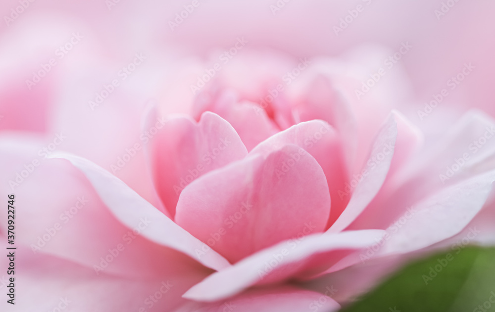 Soft focus, abstract floral background, pink rose flower. Macro flowers backdrop for holiday brand design Soft focus, abstract floral background, pink rose flower. Macro flowers backdrop for holiday brand design