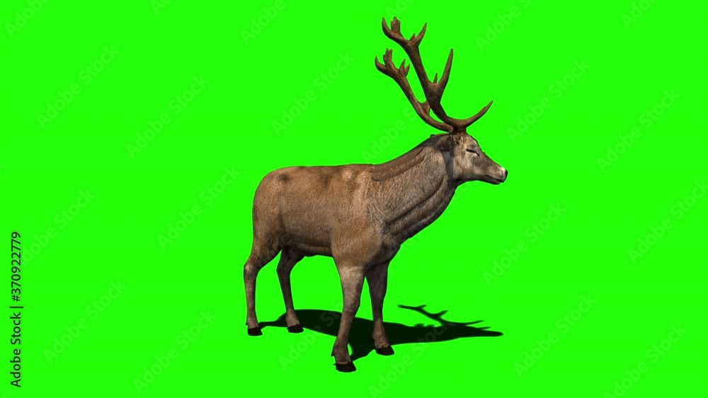 Stag or deer on green screen with Alpha Channel seamless loopable.