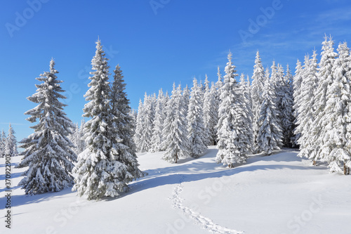 Pine trees in the snowdrifts. Blue sky. On the lawn covered with snow there is a trodden path leading to the forest. Beautiful landscape on the cold winter morning.