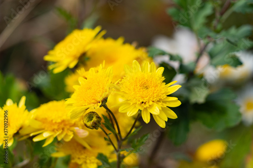 Yellow flowers of chrysanthemum are bloom in Japan.