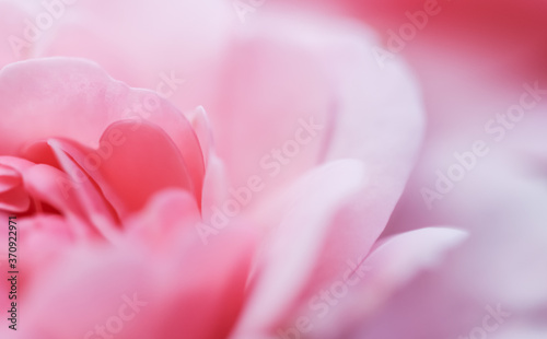 Soft focus, abstract floral background, pink rose flower. Macro flowers backdrop for holiday brand design