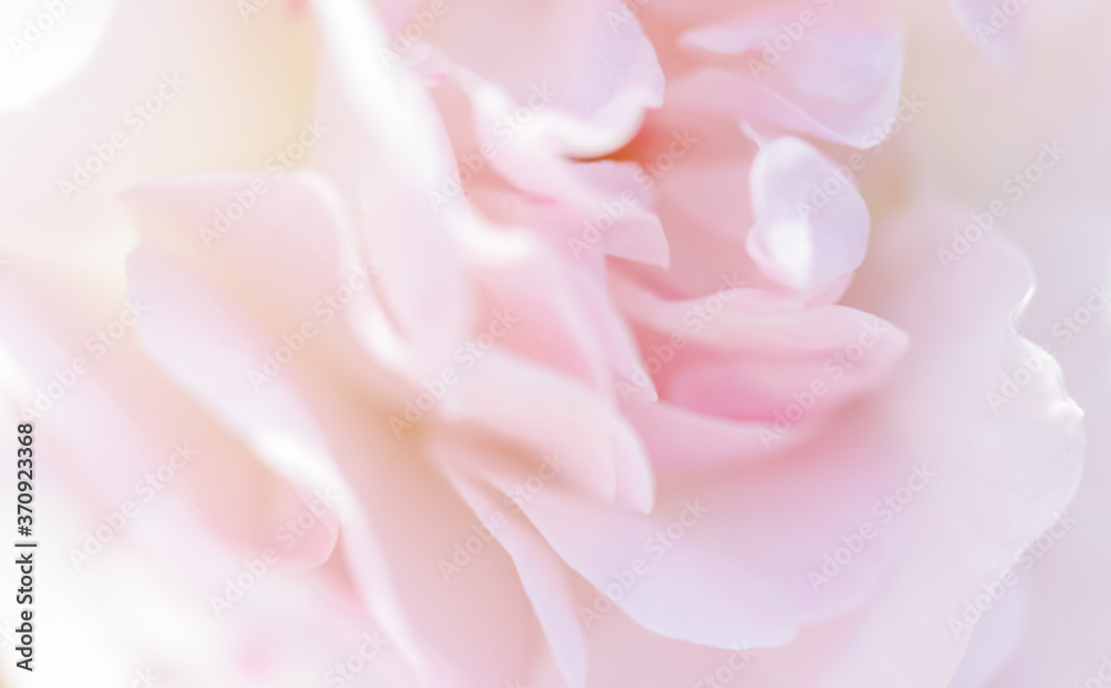 Soft focus, abstract floral background, pale pink rose flower petals. Macro flowers backdrop for holiday brand design