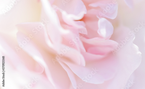 Soft focus  abstract floral background  pale pink rose flower petals. Macro flowers backdrop for holiday brand design