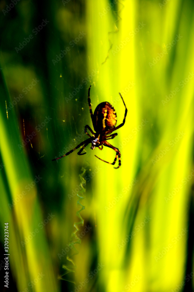 Fototapeta premium Radnetzspinnen wespenspinne