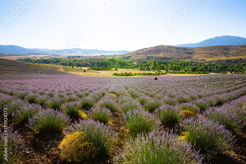 Lavender Field from Turkey