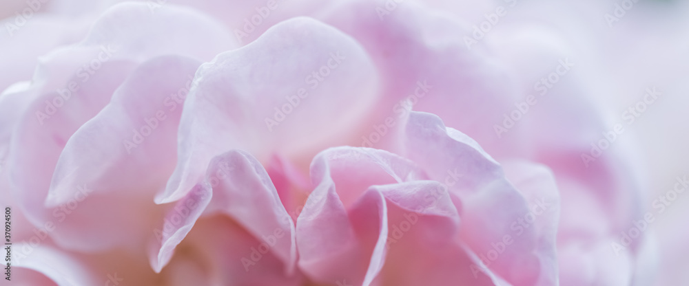 Soft focus, abstract floral background, pink rose flower petals. Macro flowers backdrop for holiday brand design Soft focus, abstract floral background, pink rose flower petals. Macro flowers backdrop for holiday brand design