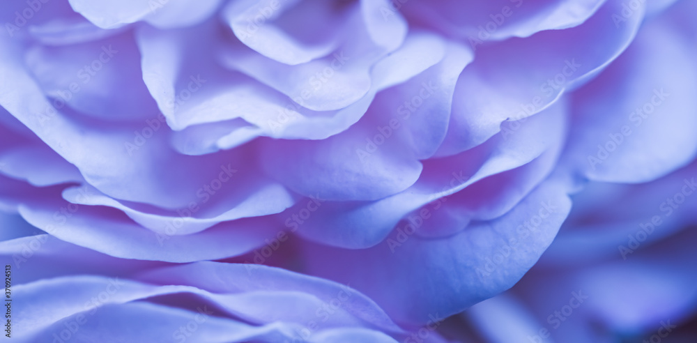 Soft focus, abstract floral background, blue rose flower petals. Macro flowers backdrop for holiday brand design