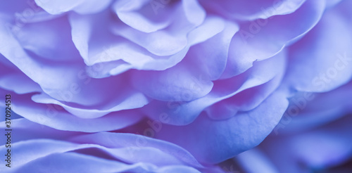 Fototapeta Naklejka Na Ścianę i Meble -  Soft focus, abstract floral background, blue rose flower petals. Macro flowers backdrop for holiday brand design