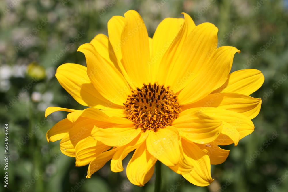 yellow flowers in a summer garden yellow flowers in a summer garden