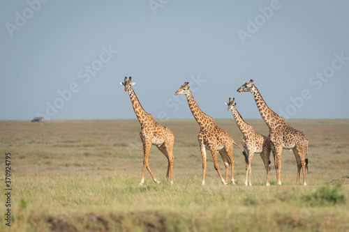 Four giraffe walking in Masai Mara with a safari car in a distance in Kenya