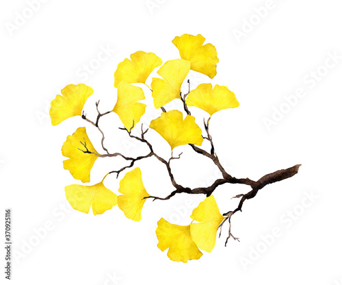 Autumn branch with yellow ginkgo leaves. Watercolor