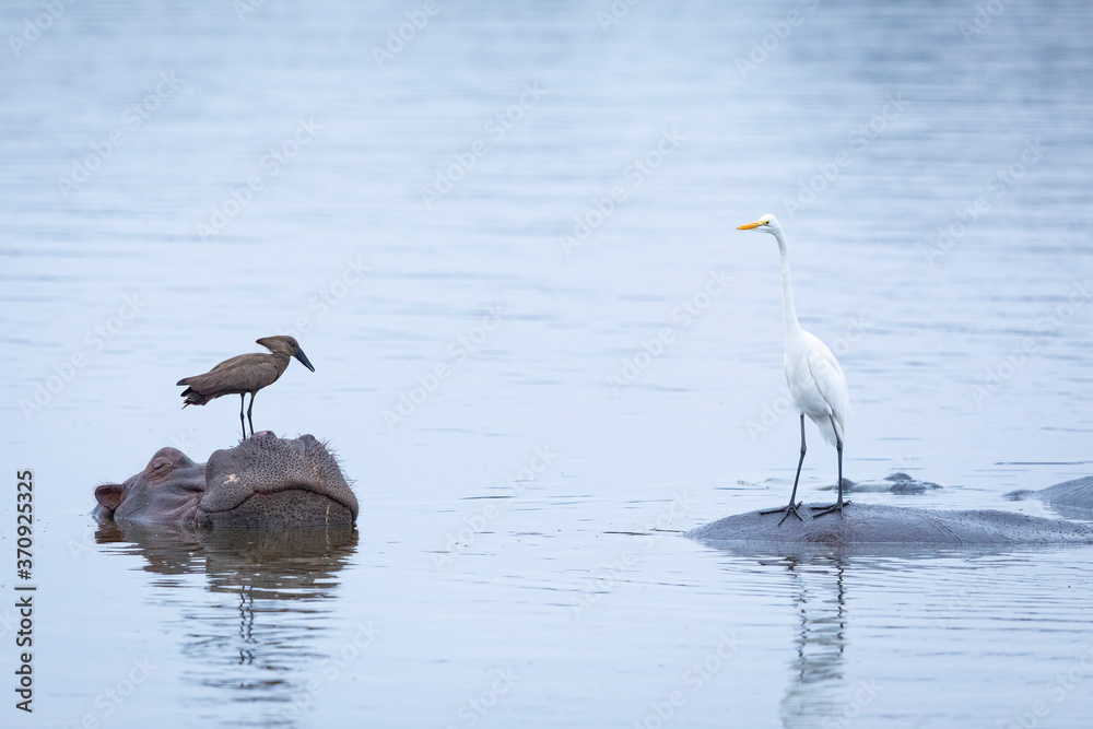 Hippo relaxing in water with hammerkop on its head and cattle egret in Kruger Park South Africa