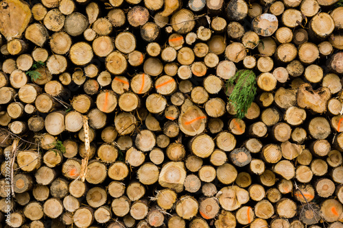 troncos para industria de la madera  Zeanuri parque natural Gorbeia Alava- Vizcaya  Euzkadi  Spain