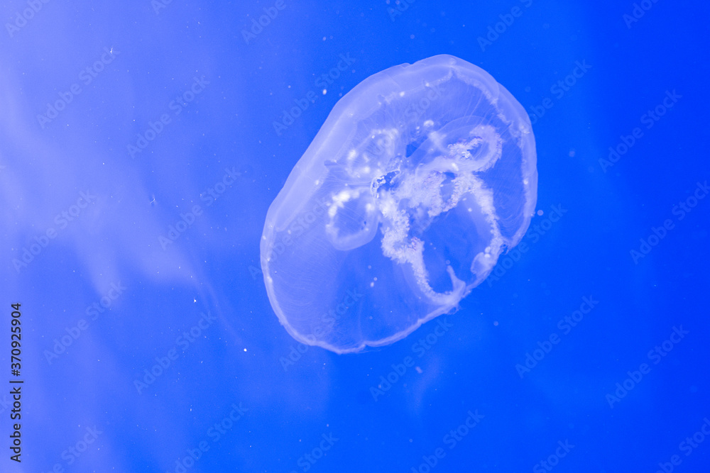 jelly fish in the water jelly fish in the water