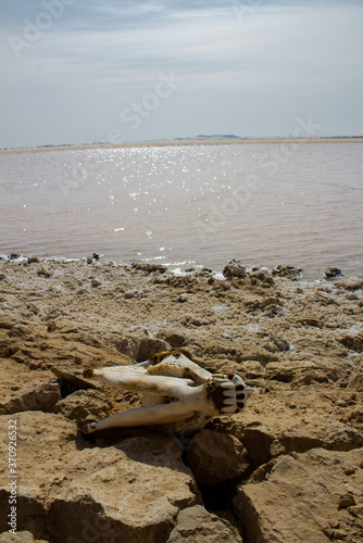 Skeleton of Dead Donkey on the shore of Salt Lake in Siwa Oasis, Egypt.