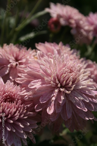 pink flowers in a summer garden