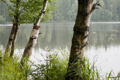 Bending Birch Trunks At The Lake In The Czech Moorland Kladska photo