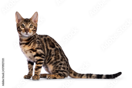 Young  bengal cat kitten, sitting side ways. Looking at camera with greenish eyes. Isolated on white background. © Nynke