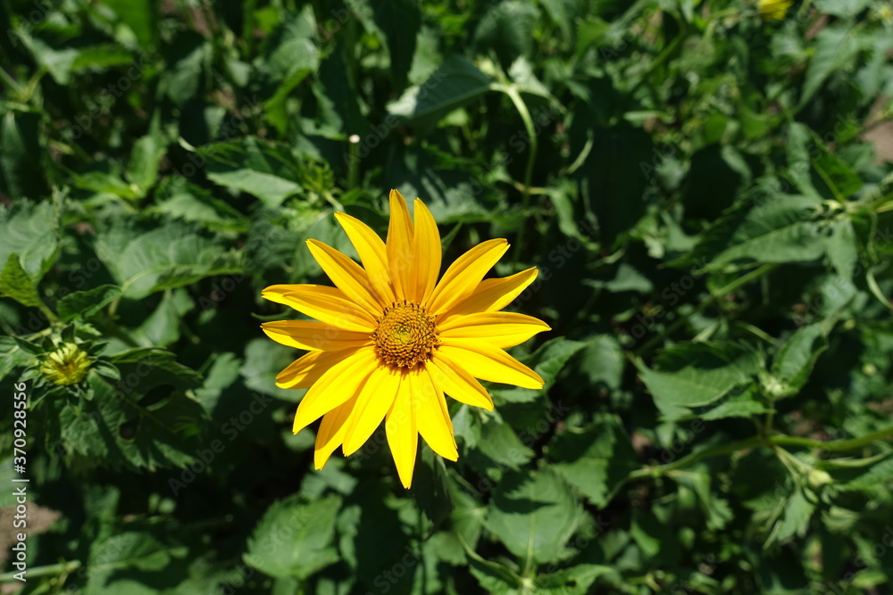 1 yellow flower of Heliopsis helianthoides in mid June 1 yellow flower of Heliopsis helianthoides in mid June