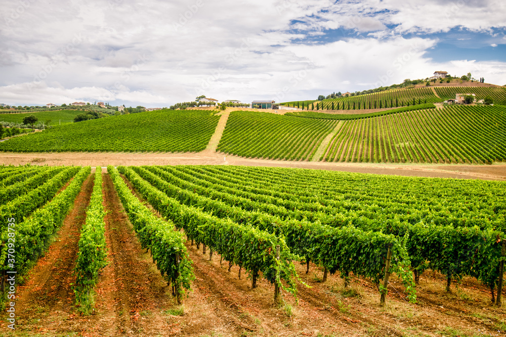 Beautiful landscape of Vineyards in Abruzzo. Montepulciano D'Abruzzo region in summer season. Italy.