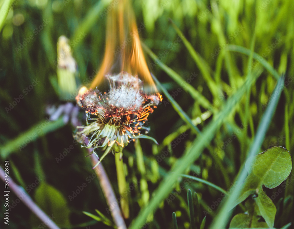 burning dandelion