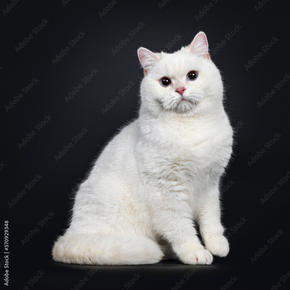 Young adult red silver shaded cameo point British Shorthair, lsitting side ways. Looking beside camera with light blue eyes. Isolated on black background. Young adult red silver shaded cameo point British Shorthair, lsitting side ways. Looking beside camera with light blue eyes. Isolated on black background.