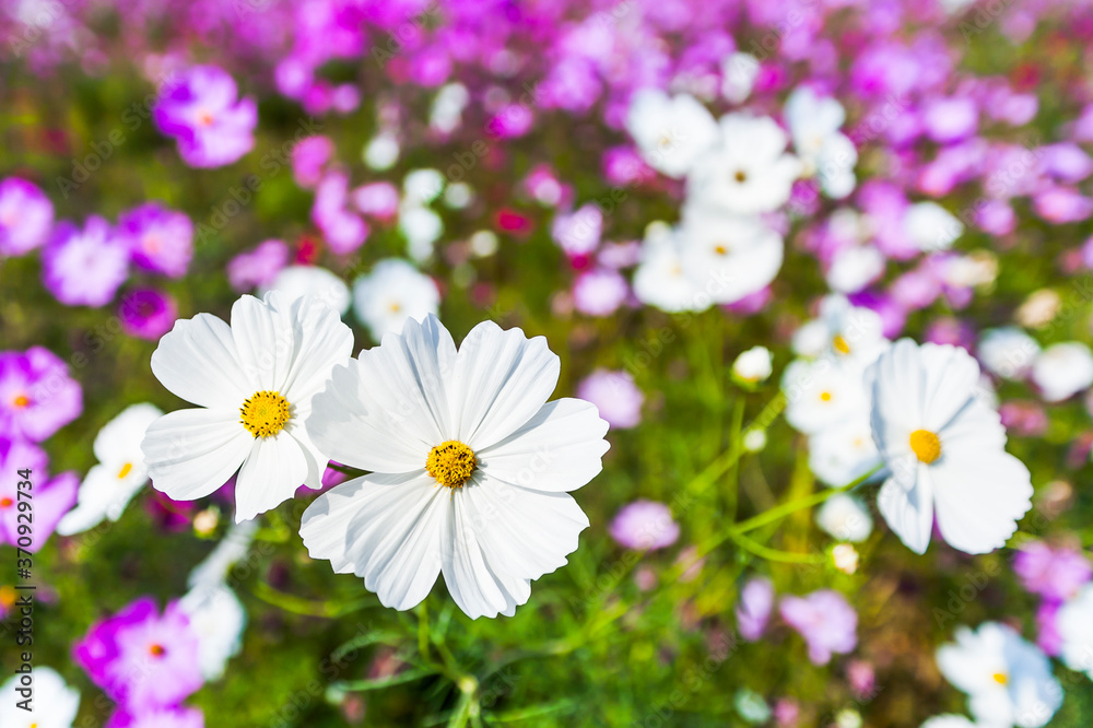 Close-up colorful cosmos flowers with the blurry background Close-up colorful cosmos flowers with the blurry background