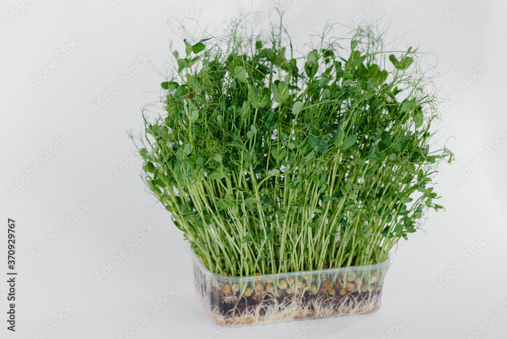 Micro-green pea sprouts close-up on a white background in a pot with soil. Healthy food and lifestyle Micro-green pea sprouts close-up on a white background in a pot with soil. Healthy food and lifestyle
