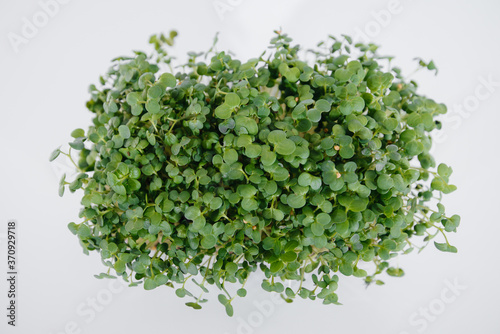 Micro-green mustard sprouts close-up on a white background in a pot with soil. Healthy food and lifestyle