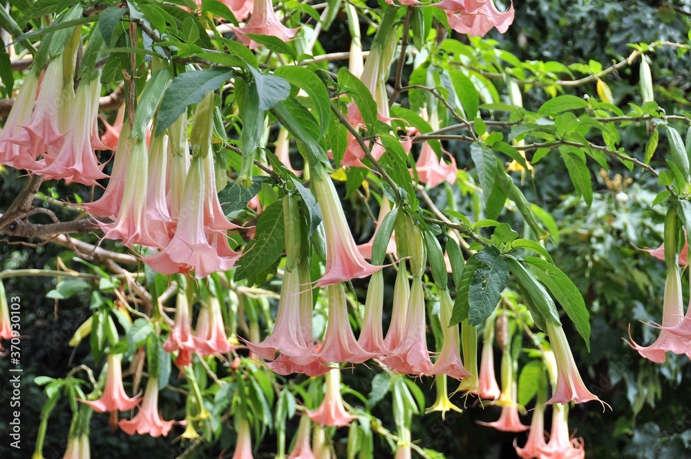 magnifique Brugmansia avec ses fleurs géantes et odorantes magnifique Brugmansia avec ses fleurs géantes et odorantes