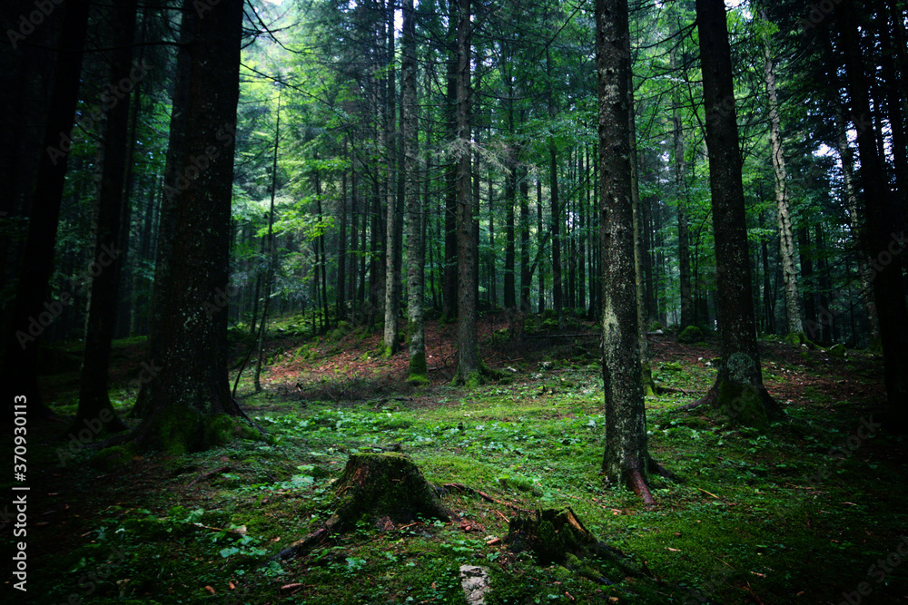 Obraz premium Wild landscape during a summer day