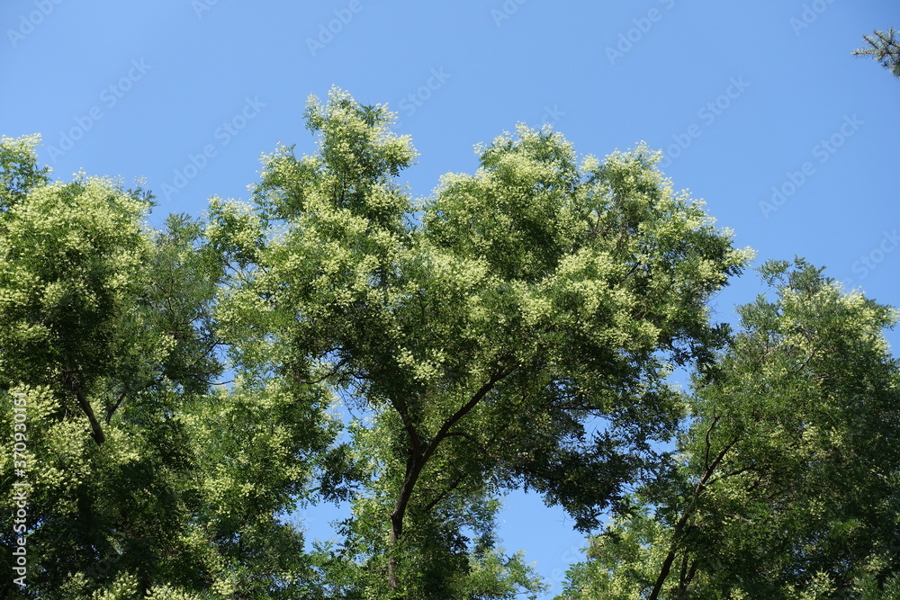 Blossoming branches of Sophora japonica tree against blue sky in July Blossoming branches of Sophora japonica tree against blue sky in July