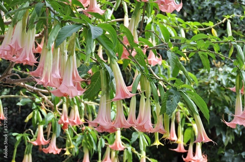 magnifique Brugmansia avec ses fleurs géantes et odorantes