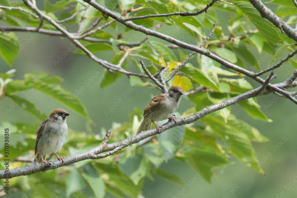 sparrow on branch sparrow on branch