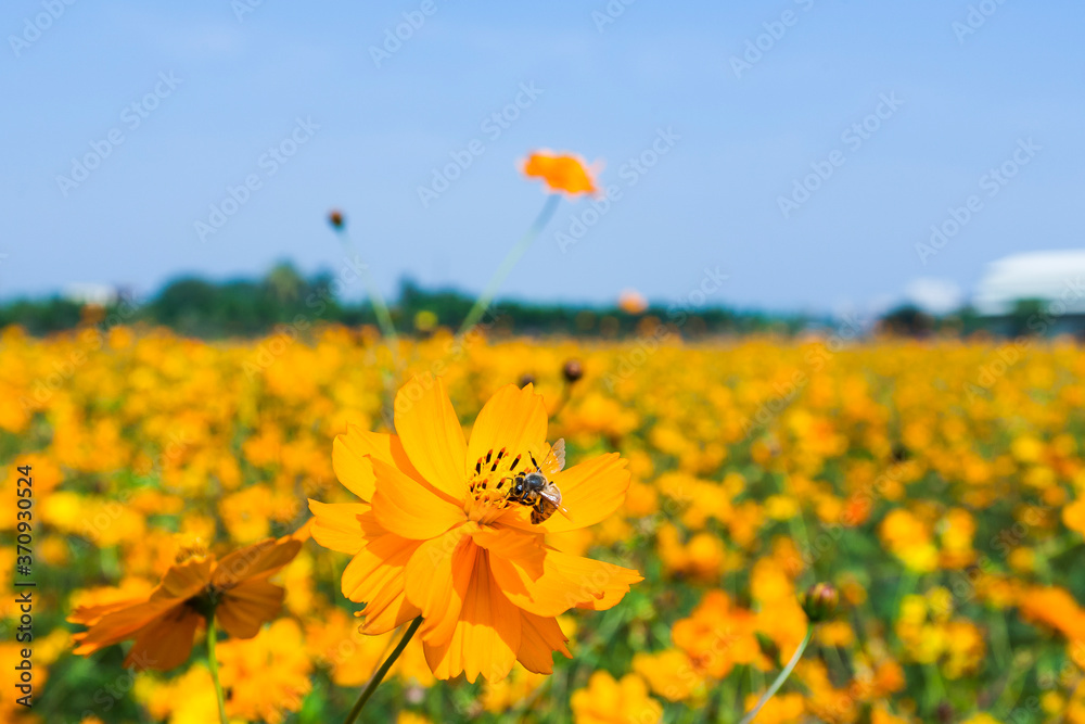 Focus on bee collecting nectar in the cosmos flowers