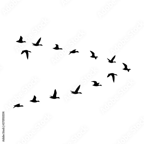 The black silhouette of the flock of the ducks are isolated on the white background.