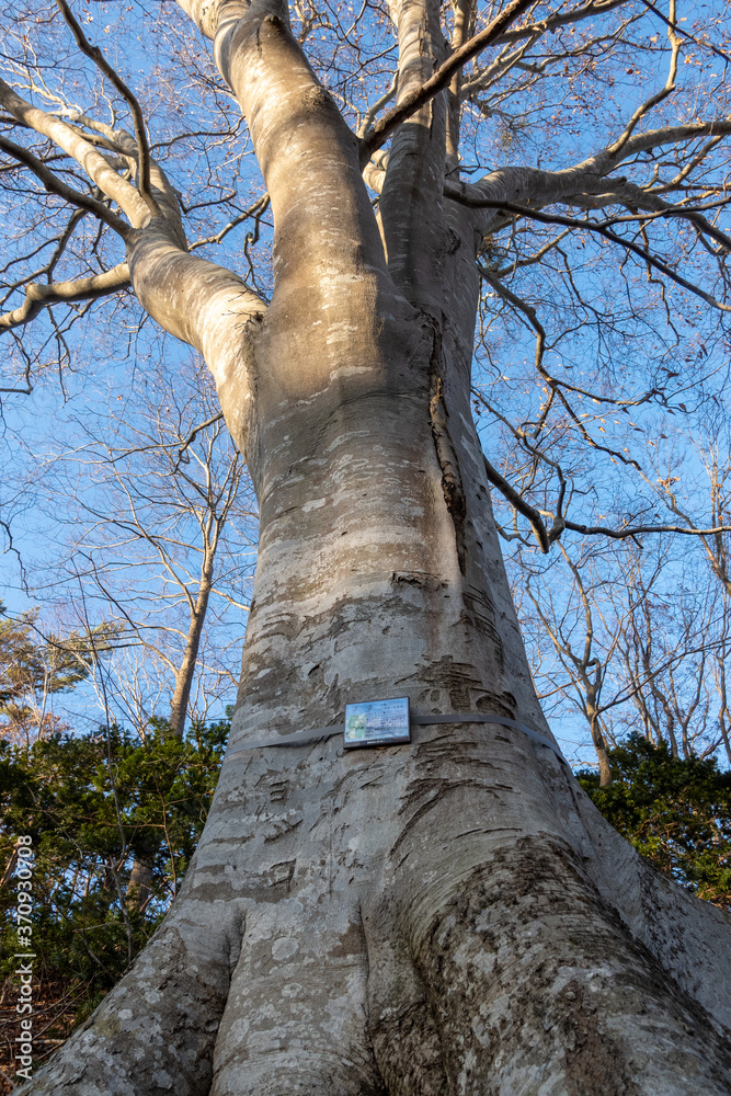 Fototapeta premium 北海道大沼国定公園