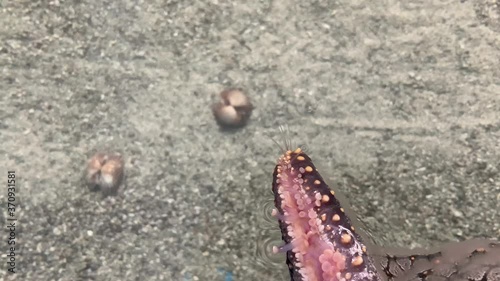 Close-up video of the movement of starfish