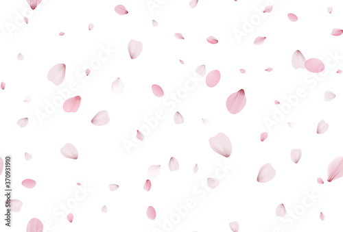 Seamless sakura petals. Falling realistic cherry petals