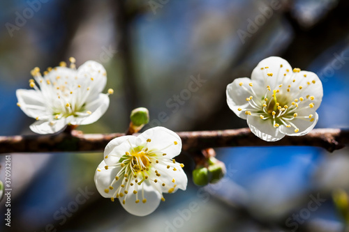 close-up white plum blossoms blooming with blurred background