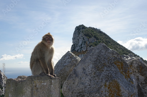 GIBRALTAR, MONKEY ON A FENCE.