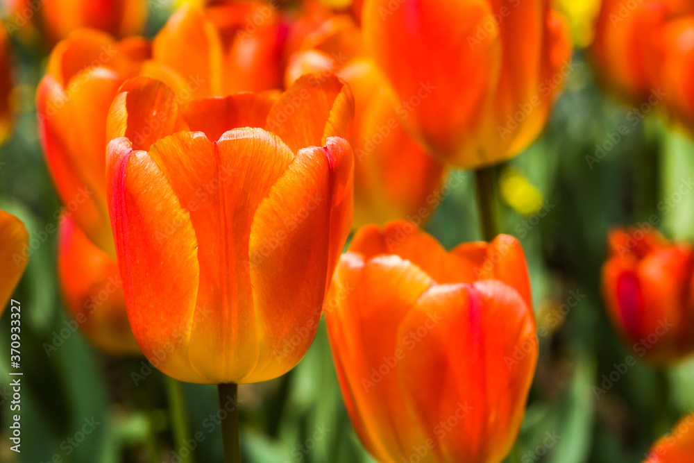 Beautiful tulips flower with the windmill in the garden Beautiful tulips flower with the windmill in the garden