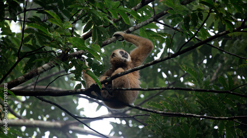 White hand gibbon on a branch while a rainfall