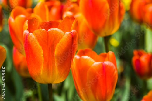 Beautiful tulips flower with the windmill in the garden