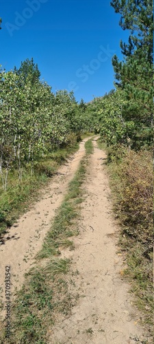 Country road in the forest