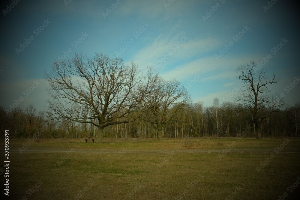 Two beautiful branched trees at the edge of the forest. Spring landscape. Vignette. Two beautiful branched trees at the edge of the forest. Spring landscape. Vignette.
