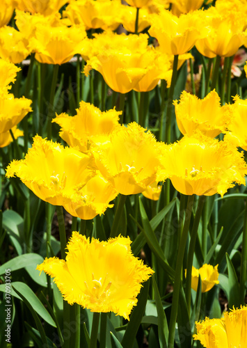 Close-up of tulips growing in the garden