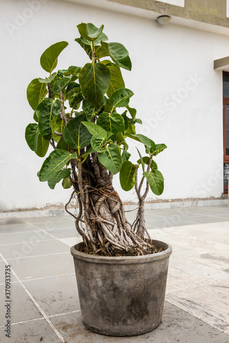 A bonsai of banyan tree of 20 years age  in a flowerpot placed on a terrace with lot of visible prop roots photo