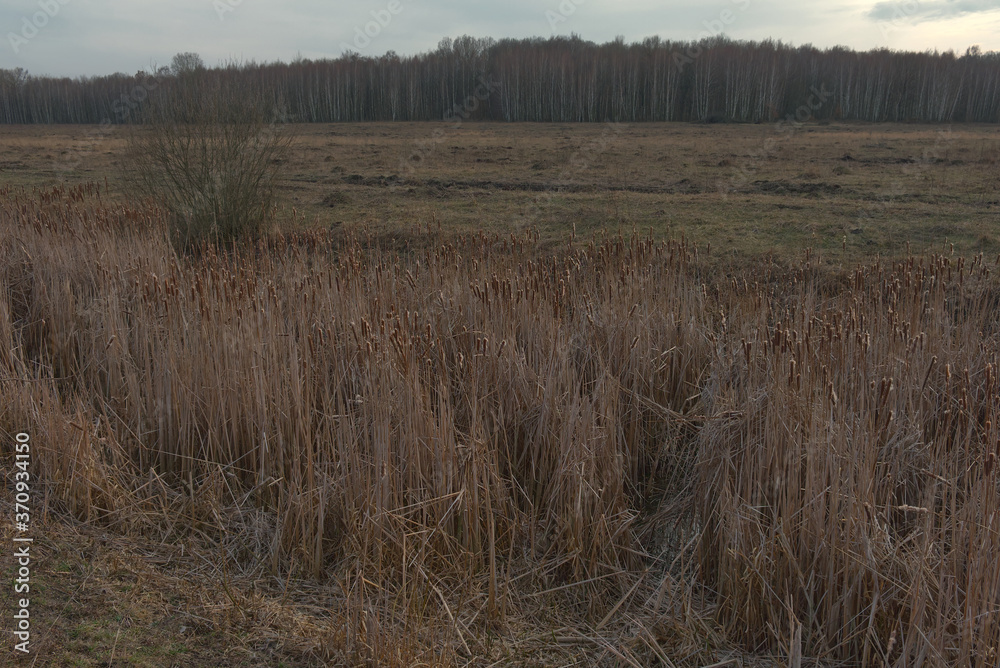 Reed thickets on a small boggy river in the evening. Evening landscape. Overcast weather. Reed thickets on a small boggy river in the evening. Evening landscape. Overcast weather.